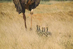 Somali Ostrich (Struthio molybdophanes)