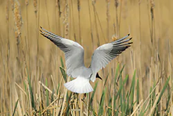 Black-headed Gull (Larus ridibundus)