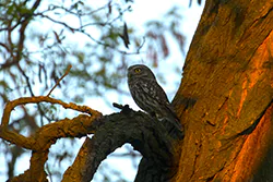 Pójdźka (Athene noctua)
