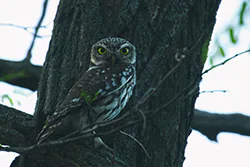 Pójdźka (Athene noctua)