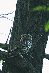 Pójdźka (Athene noctua)