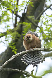 Kobczyk (Falco vespertinus)