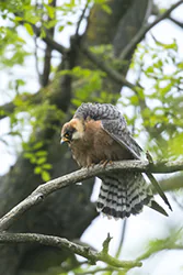 Kobczyk (Falco vespertinus)