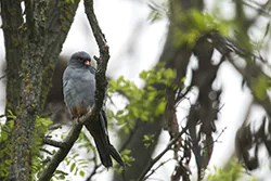 Kobczyk (Falco vespertinus)