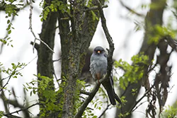 Kobczyk (Falco vespertinus)