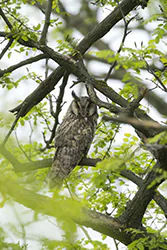 Uszatka (Asio otus)