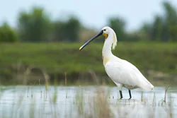 Warzęcha (Platalea leucorodia)