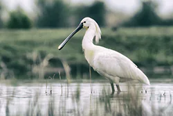 Warzęcha (Platalea leucorodia)