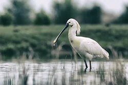 Warzęcha (Platalea leucorodia)