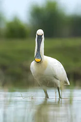 Warzęcha (Platalea leucorodia)