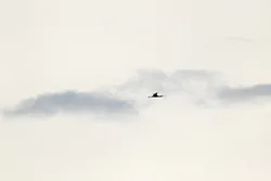 Warzęcha (Platalea leucorodia)