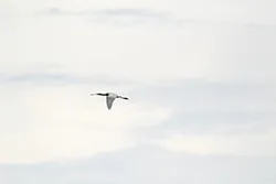 Warzęcha (Platalea leucorodia)