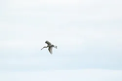 Warzęcha (Platalea leucorodia)