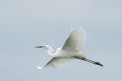 Czapla biała (Egretta alba)