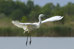 Czapla biała (Egretta alba)