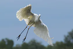 Czapla biała (Egretta alba)