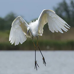 Czapla biała (Egretta alba)