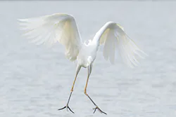 Czapla biała (Egretta alba)