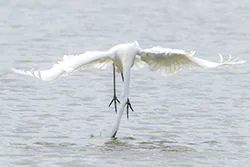 Czapla biała (Egretta alba)