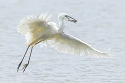 Czapla biała (Egretta alba)