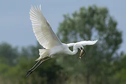 Czapla biała (Egretta alba)