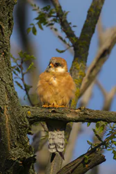 Kobczyk (Falco vespertinus)