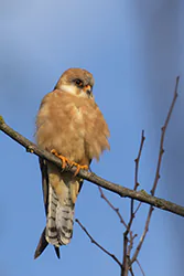 Kobczyk (Falco vespertinus)