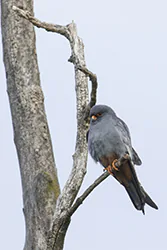 Kobczyk (Falco vespertinus)