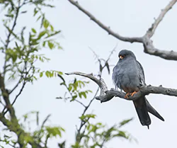 Kobczyk (Falco vespertinus)