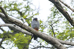 Kobczyk (Falco vespertinus)