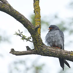 Kobczyk (Falco vespertinus)