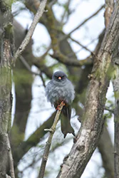 Kobczyk (Falco vespertinus)