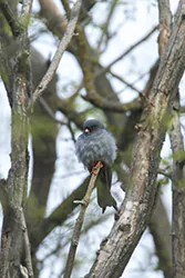 Kobczyk (Falco vespertinus)