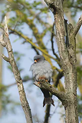Kobczyk (Falco vespertinus)
