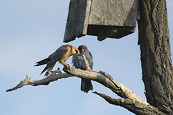 Kobczyk (Falco vespertinus)