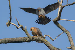 Kobczyk (Falco vespertinus)