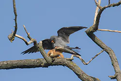 Kobczyk (Falco vespertinus)