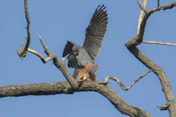 Kobczyk (Falco vespertinus)