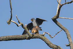 Kobczyk (Falco vespertinus)