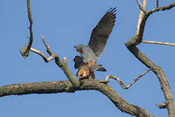 Kobczyk (Falco vespertinus)