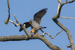 Kobczyk (Falco vespertinus)