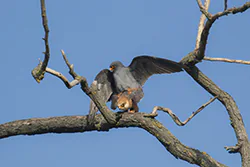 Kobczyk (Falco vespertinus)