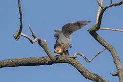 Kobczyk (Falco vespertinus)