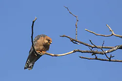 Kobczyk (Falco vespertinus)