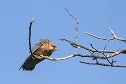 Kobczyk (Falco vespertinus)
