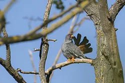 Kobczyk (Falco vespertinus)