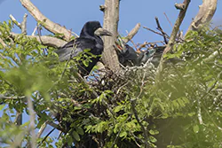 Gawron (Corvus frugilegus)
