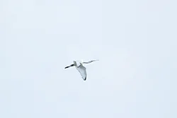 Warzęcha (Platalea leucorodia)