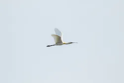 Warzęcha (Platalea leucorodia)