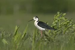 Szczudłak (Himantopus himantopus)